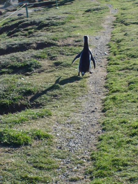 JO LE PINGUIN dans la jungle